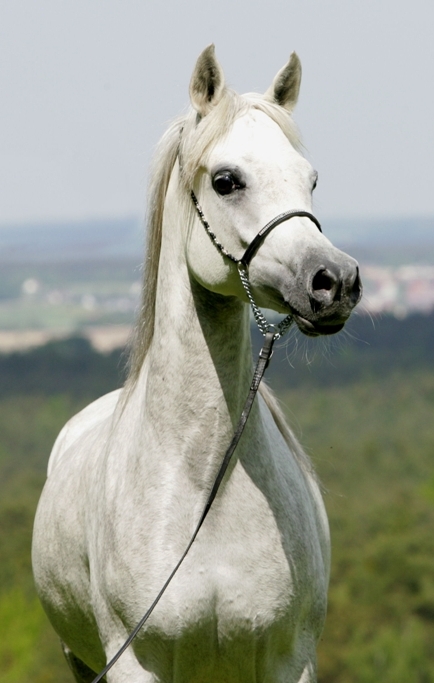 Valentina AA Arabians